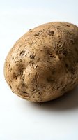Fresh raw potato with soil on white background isolated for cooking and agriculture concepts.