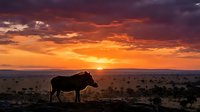 Silhouette of cow standing in open field during dramatic sunset with vibrant orange and purple sky clouds creating peaceful rural farming landscape scene.