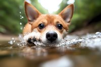 Adorable corgi dog swimming in natural stream with water splashing around muzzle, outdoor summer activity and pet exercise concept.
