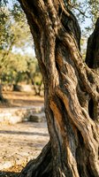 Ancient olive tree trunk with weathered bark texture in Mediterranean grove during golden hour sunlight for natural backgrounds.