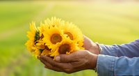 Hands holding bright yellow sunflowers against blurred green field background, symbolizing harvest, nature, growth, and agricultural abundance for seasonal and environmental designs.