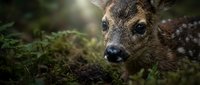 Young spotted deer fawn resting in forest undergrowth with dappled sunlight filtering through trees creating natural wildlife portrait.