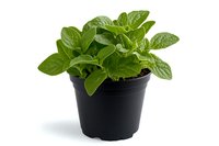 Fresh mint plant growing in black plastic pot, vibrant green aromatic leaves isolated on white background. For gardening, culinary and herbal medicine concepts.