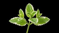 Isolated fresh mint leaves with green stem on transparent background, ready for culinary, wellness, and design projects including t-shirts, clipart, and print-on-demand products.