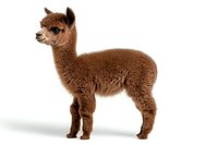Brown baby alpaca standing in profile view on white background, showing full body and fluffy wool texture. Isolated studio shot for commercial design use.