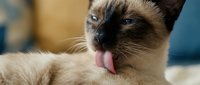 Siamese cat with cream and dark brown coloring licking its nose with pink tongue, playful pet behavior and grooming moment.