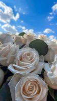 Cream-colored roses in full bloom against bright blue sky with white clouds, featuring detailed petals and dark green foliage creating elegant floral composition.
