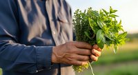 Farmer holding fresh harvested parsley bunch in hand against blurred field background, suitable for agriculture, organic farming, and food production marketing.