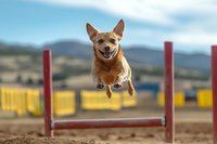 Happy corgi dog jumping over red agility hurdle at outdoor training course, showing excitement and athleticism against mountain landscape background.