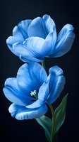 Vibrant blue tulips with delicate petals against dark background showcase dramatic lighting and intricate detail, creating elegant floral composition for wall art.