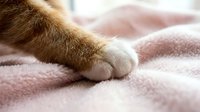 Close-up of cat paw on soft pink blanket, showing fur texture and claws. Perfect for pet care, veterinary, and animal wellness content.