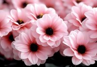 Pink daisy flowers in soft focus macro photography showing delicate petals and dark centers against blurred background, creating romantic floral composition.