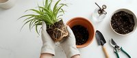 Hands in white gloves repotting spider plant with gardening tools and soil on white surface for indoor plant care and home gardening projects.