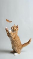 Playful orange tabby kitten standing on hind legs catching falling feather against neutral gray background, isolated studio shot for pet care designs.