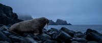 Walrus resting on rocky coastline during twilight hour with misty ocean backdrop and dramatic cloudy sky for wildlife and marine mammal content.