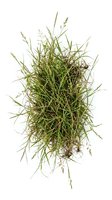Isolated ornamental grass clump with green and dried brown stems, roots visible, ready for design projects, landscaping graphics, and botanical illustrations.