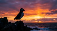 Puffin bird silhouette perched on rocky cliff against dramatic sunset sky over ocean waves. Wildlife photography capturing seabird at golden hour with vibrant colors.