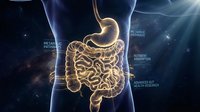 Glowing digestive system with stomach and intestines highlighted in golden light against dark anatomical body outline for medical education and health research.