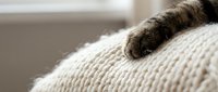 Cozy cat paw resting on soft knitted blanket in warm home interior. Comfortable pet relaxation and hygge lifestyle concept for home decor projects.