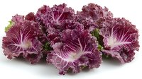 Fresh purple ornamental kale leaves with ruffled edges and white veins isolated on white background, showing detailed texture and natural pattern.