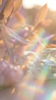 Soft rainbow light flare over crystals and delicate leaves in warm golden sunlight, dreamy bokeh macro nature background.