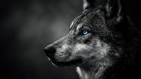 Wolf portrait with striking blue eyes in black and white photography against dark background for wildlife and nature projects.