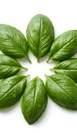 Fresh basil leaves arranged in circular pattern with water droplets on white background isolated for culinary design projects.