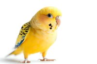 Yellow budgie parakeet with blue wing markings on white isolated background, close-up portrait of domestic pet bird showing curious expression and natural pose.