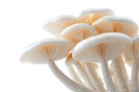 Cluster of white oyster mushrooms with delicate gills and textured stems against bright background, ideal for culinary or botanical content.
