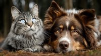 Adorable tabby cat with blue eyes and brown Australian Shepherd dog lying together outdoors, perfect friendship between pets for animal lovers.