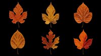 Autumn maple and birch leaves in various shades of red, orange, and gold isolated on transparent background. Ready for clipart, t-shirt design, stickers, sublimation, and print-on-demand projects.