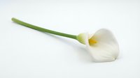 White calla lily with green stem on white background, suitable for floral design, wedding invitations, botanical illustrations, and decorative projects.