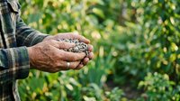 Farmer holding handful of seeds in hands with green field background, ready for planting season and agricultural growth.