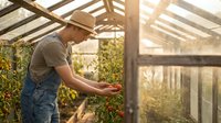Young male gardener tending tomato plants in sunny greenhouse during golden hour. Organic farming and sustainable agriculture concept.