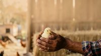 Young chick held in weathered farmer hands wearing plaid shirt sleeve, rural barn setting with livestock background, agricultural care and poultry farming concept.