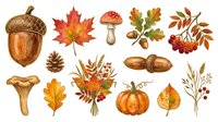 Autumn harvest collection with acorn, maple leaf, mushroom, oak leaves, rowan berries, pinecone, chanterelle, acorns, wheat bundle, pumpkin, and seasonal foliage isolated on white background for fall designs.