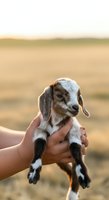 Young goat kid with white and brown markings held in human hands against blurred rural field background. Suitable for agriculture, farming, livestock, and animal care content.