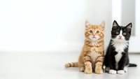 Two adorable kittens sitting together on white floor, orange tabby and black and white tuxedo cat, domestic pets for veterinary care and adoption concepts.