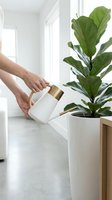 Woman watering fiddle leaf fig houseplant with modern white and gold watering can in bright minimalist home interior for plant care and indoor gardening.