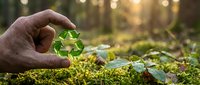 Hand protecting small green plant seedling growing from mossy forest floor with warm sunlight filtering through trees in background for environmental conservation concept.