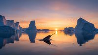 Icebergs floating in calm arctic waters at golden hour sunrise, with a whale breaching in the foreground and birds flying overhead, creating a serene polar landscape scene.