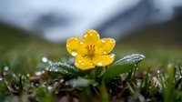 Bright yellow buttercup flower blooming in spring meadow with water droplets on petals and leaves, natural outdoor botanical scene with soft focus background.