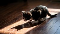 Tabby and white kitten playing with toy on wooden floor in sunlight, suitable for pet care, animal behavior, and lifestyle content.