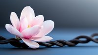 Delicate pink magnolia flower resting on twisted dark rope against soft blue background. Zen meditation concept for spa wellness and mindfulness practices.