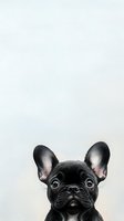 Black French Bulldog puppy with big blue eyes and distinctive bat ears peeks from bottom of frame against light background. Minimalist pet portrait.