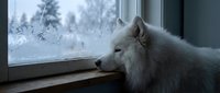 White wolf gazing out frosted window at snowy forest landscape, winter wildlife scene for nature and animal themed designs.