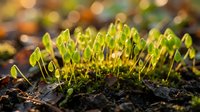 Fresh green seedlings emerging from dark soil with warm sunlight and bokeh background creating natural spring growth concept for gardening projects.