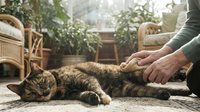 Relaxed tabby cat lying on a rug while a person gently pets it in a cozy, plant-filled living room, capturing a calm bond between pet and owner.