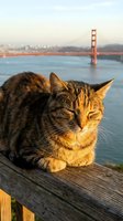 Tabby cat resting on wooden railing at sunset with red suspension bridge and bay water in background creating peaceful urban waterfront scene.