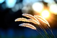 Delicate grass plumes backlit by golden sunset light creating dreamy bokeh effect in background, soft focus nature photography with warm glowing atmosphere.